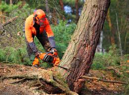 How Our Tree Care Process Works  in  Lake Como, NJ